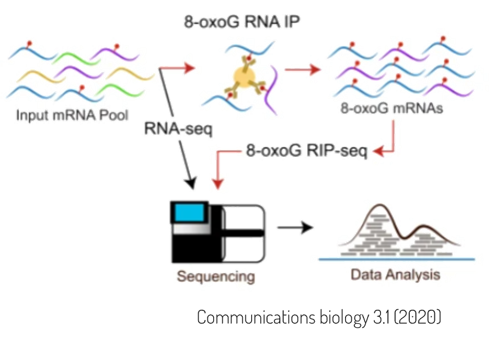 8-oxoG-seq overview, see Gonzalez-Rivera et al 2020